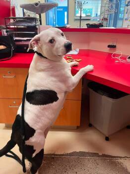 Rhonda -  Pit Bull Terrier Dog for Adoption in Webster, Wisconsin - Rhonda | PetCurious