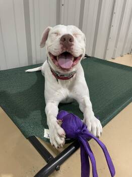 Rescue American Staffordshire Terrier Dogs for Adoption in Pembroke, Massachusetts - Luna | PetCurious
