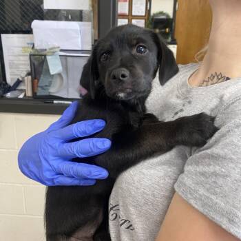 Forrest -  Terrier and Black Labrador Retriever Dog for Adoption in Jacksboro, Tennessee - Forrest | PetCurious