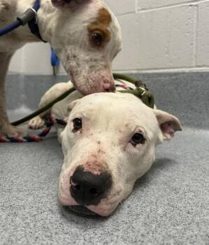 JACK -  Pit Bull Terrier and Mixed Breed Dog for Adoption in Indianapolis, Indiana - JACK | PetCurious