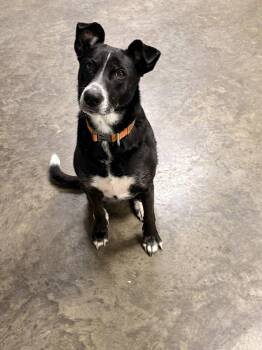 Mixed Breed Dogs Available for Adoption in Indianapolis, Indiana - Nyx | PetCurious