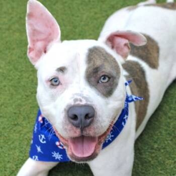 Rescue Terrier and Mixed Breed Dogs for Adoption in Largo, Florida - Smoky | PetCurious