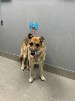 WILLIAM JR -  German Shepherd Dog Dog for Adoption in Las Vegas, Nevada - WILLIAM JR | PetCurious