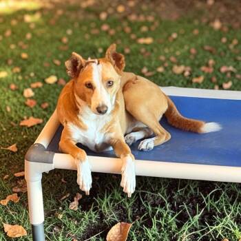 Bucky -  Terrier Dog for Adoption in La Feria, Texas - Bucky | PetCurious