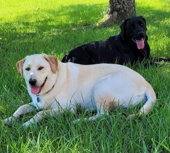 Diesel & Axel (Bonded Pair) -  Labrador Retriever Dog for Adoption in Elkton, Maryland - Diesel & Axel (Bonded Pair) | PetCurious