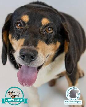 Rescue Beagle and Basset Hound Dogs for Adoption in Kennesaw, Georgia - Monroe | PetCurious