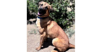 Rescue Dutch Shepherd and Belgian Shepherd Malinois Dogs for Adoption in Naperville, Illinois - Tiger | PetCurious