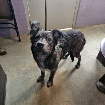 Shepherd and Australian Shepherd Dogs Available for Adoption - TNGC-Stray-1110 | PetCurious