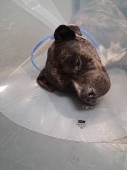 Rescue Pit Bull Terrier Dogs for Adoption in Las Vegas, Nevada - BOWSER | PetCurious