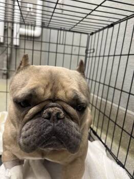 French Bulldog Dogs Available for Adoption - DALILA | PetCurious