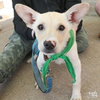 Australian Cattle Dog Blue Heeler and Shepherd Dogs Available for Adoption in Washington, District Of Columbia - Shayla | PetCurious