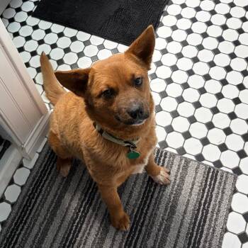 Mixed Breed Dogs Available for Adoption - Vixen | PetCurious