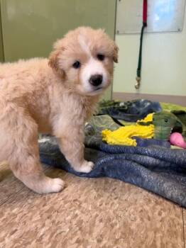 Mozzarella "Teddy" -  Mixed Breed Dog for Adoption in Warren, Pennsylvania - Mozzarella "Teddy" | PetCurious