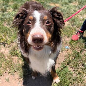 Sam -  Australian Shepherd Dog for Adoption in Newark, New Jersey - Sam | PetCurious