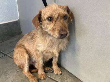 Terrier Dogs Available for Adoption - HANZO | PetCurious