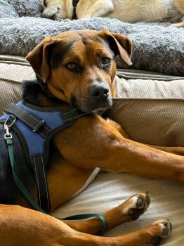 Dack -  Mixed Breed Dog for Adoption in Shelburne, Vermont - Dack | PetCurious