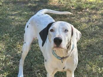 Rescue Dalmatian Dogs for Adoption in St. Petersburg, Florida - Smoothie | PetCurious