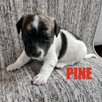 Pine -  Chihuahua Dog for Adoption in Hillsborough, North Carolina - Pine | PetCurious