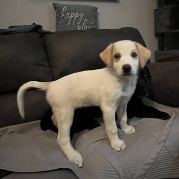 Maisey -  Great Pyrenees Dog for Adoption in Winder, Georgia - Maisey | PetCurious