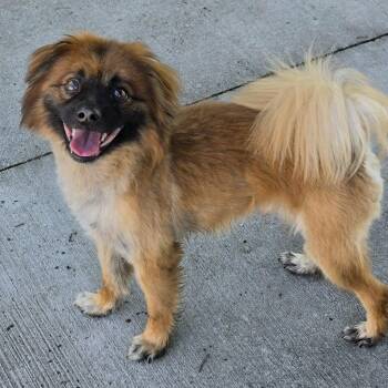 Cecil, Silly Dude -  Pomeranian and Spaniel Dog for Adoption in Meriden, Connecticut - Cecil, Silly Dude | PetCurious