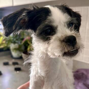 Shea -  Shih Tzu Dog for Adoption in Chesapeake, Virginia - Shea | PetCurious