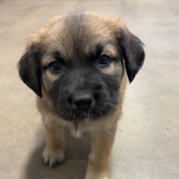 Shepherd and Hound Dogs Available for Adoption in Cabot, Arkansas - (Found) Leonardo | PetCurious