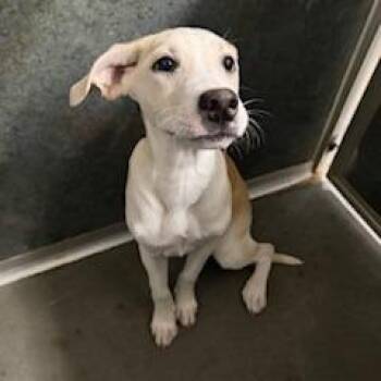 Mixed Breed Dogs Available for Adoption in Grinnell, Iowa - Zuma | PetCurious