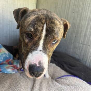 HUNCHO -  Boxer Dog for Adoption in Greensboro, North Carolina - HUNCHO | PetCurious