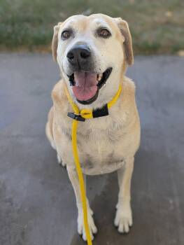 Sadie Anne -  Labrador Retriever Dog for Adoption in Salt Lake City, Utah - Sadie Anne | PetCurious