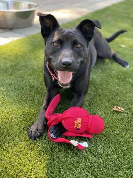 Pit Bull Terrier and Mixed Breed Dogs Available for Adoption in Evans, Georgia - JOSIE | PetCurious