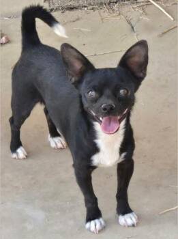 Rescue Chihuahua and Pug Dogs for Adoption in Tucson, Arizona - Socks | PetCurious