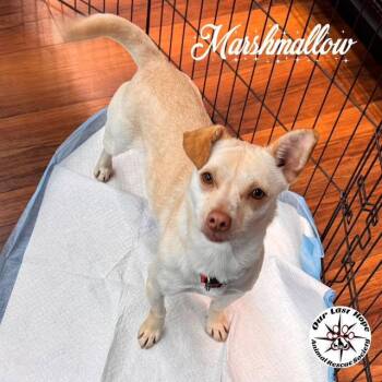 Chihuahua and Terrier Dogs Available for Adoption in Princeton, British Columbia - Marshmello | PetCurious
