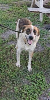 Sadie -  Australian Cattle Dog Blue Heeler Dog for Adoption in Cleveland, Texas - Sadie | PetCurious