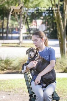 05240B Brookie -  Labrador Retriever and Mixed Breed Dog for Adoption in North Charleston, South Carolina - 05240B Brookie | PetCurious