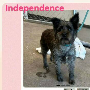 Independence COMING SOON -  Schnauzer and None Dog for Adoption in Loves Park, Illinois - Independence COMING SOON | PetCurious