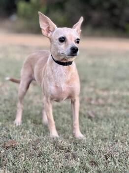 Heather -  Chihuahua Dog for Adoption in Helotes, Texas - Heather | PetCurious