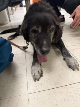 Socks  (ACE) -  Labrador Retriever and Mixed Breed Dog for Adoption in Saint Clairsville, Ohio - Socks  (ACE) | PetCurious