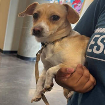 Rescue Chihuahua Dogs for Adoption in Wichita, Kansas - McKenna | PetCurious