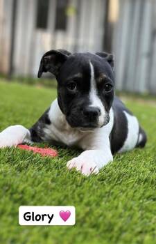 Glory -  American Staffordshire Terrier Dog for Adoption in San Diego, California - Glory | PetCurious