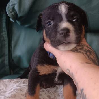 Grommet -  Mixed Breed Dog for Adoption in Spring Hill, Kansas - Grommet | PetCurious
