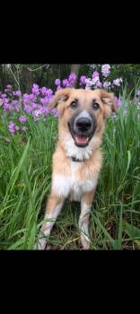 Great Pyrenees and German Shepherd Dog Dogs Available for Adoption in Westland, Michigan - Hiccup | PetCurious