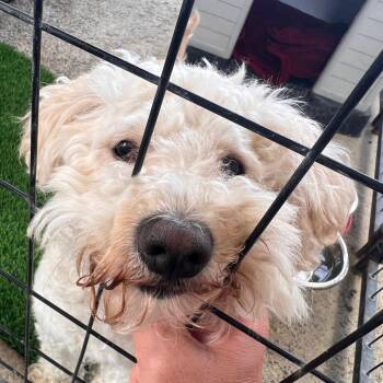 Pants/A1052337 -  Poodle and Mixed Breed Dog for Adoption in San Pablo, California - Pants/A1052337 | PetCurious