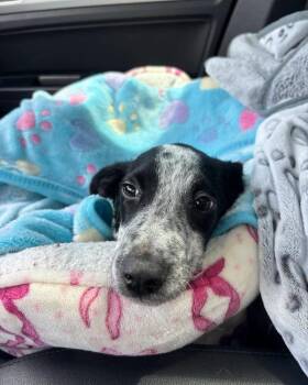 Samuel -  Cattle Dog Dog for Adoption in Lakeland, Florida - Samuel | PetCurious