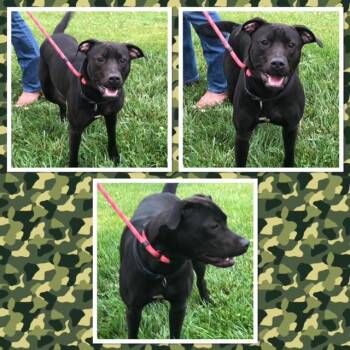 Pit Bull Terrier Dogs Available for Adoption in Buckhannon, West Virginia - JACK | PetCurious