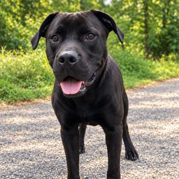 Myles -  American Staffordshire Terrier Dog for Adoption in Houston, Texas - Myles | PetCurious