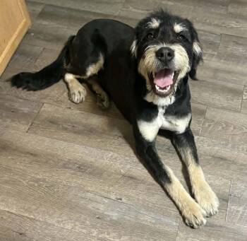 Bernadoodle Dogs Available for Adoption - Donut  | PetCurious