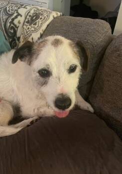 Rescue Jack Russell Terrier Dogs for Adoption in Ladson, South Carolina - Spot | PetCurious