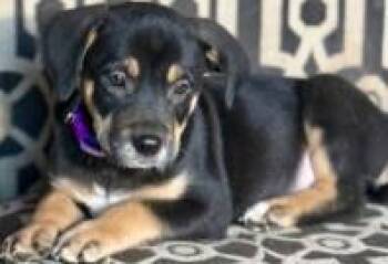 Hudson -  Mixed Breed Dog for Adoption in West Chester, Pennsylvania - Hudson | PetCurious