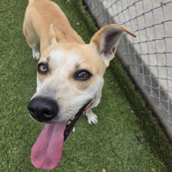 Yellow Labrador Retriever and Mixed Breed Dogs Available for Adoption in Galveston, Texas - Francine | PetCurious
