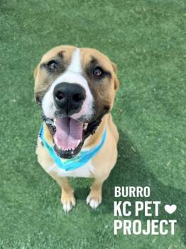 Pit Bull Terrier and Mixed Breed Dogs Available for Adoption in Kansas City, Missouri - Burro | PetCurious